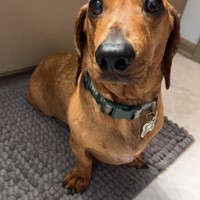 Lost Pet Image