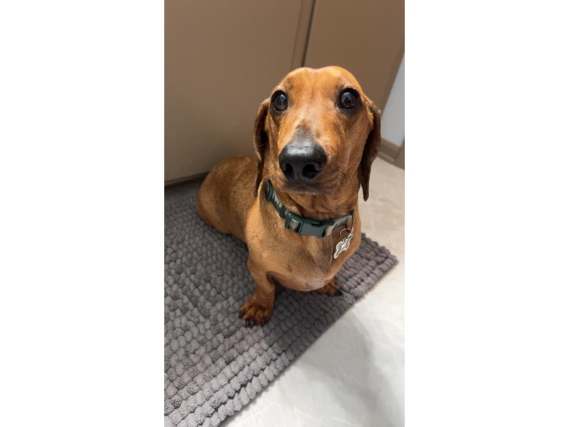 Pet Photo