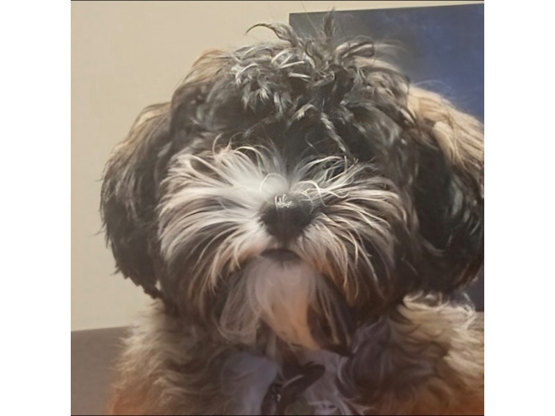 Pet Photo