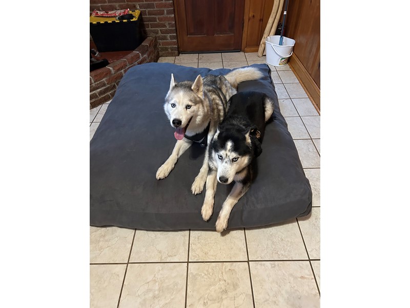 Pet Photo