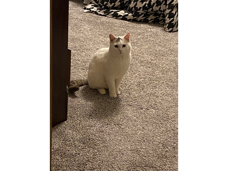 Pet Photo