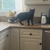 Lost Pet Image