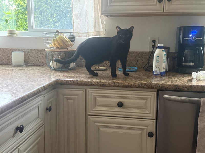 Pet Photo