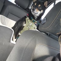 Lost Pet Image