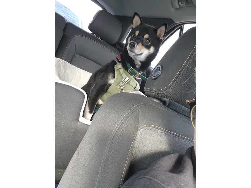 Pet Photo