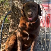 Lost Pet Image