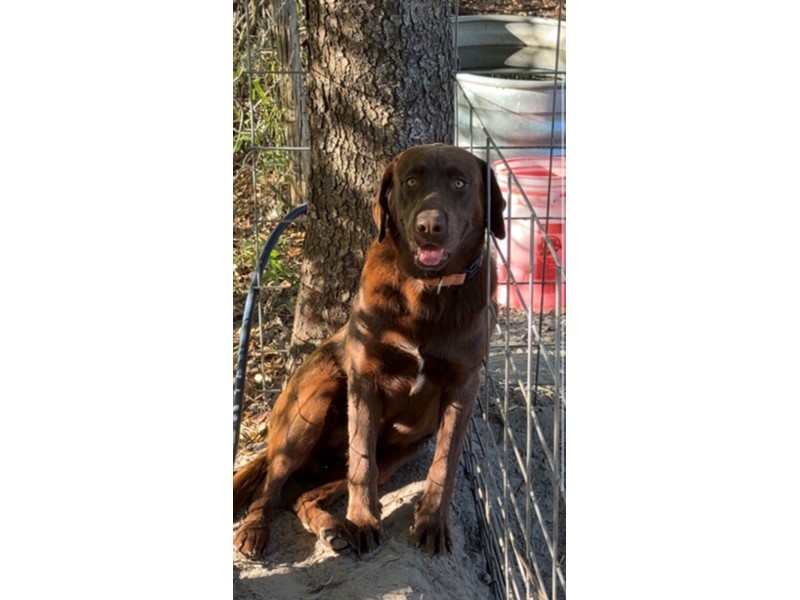 Pet Photo