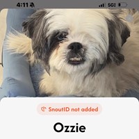 Lost Pet Image