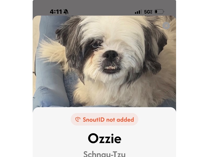 Pet Photo