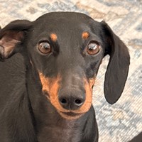Lost Pet Image