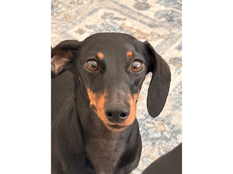 Pet Photo