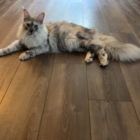Lost Pet Image