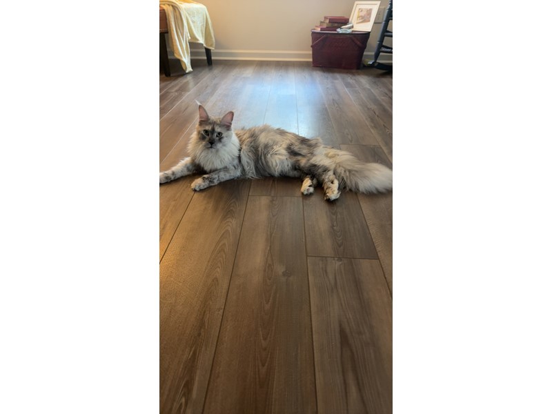 Pet Photo