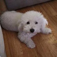 Lost Pet Image