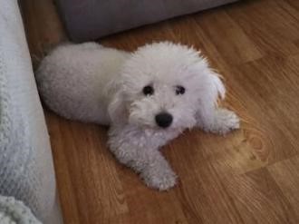 Pet Photo