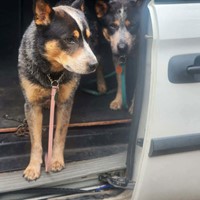 Lost Pet Image
