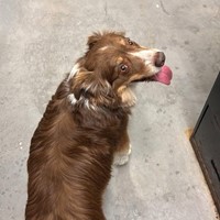 Lost Pet Image