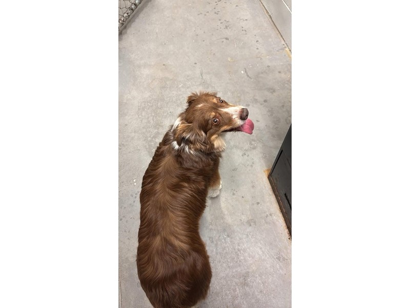 Pet Photo
