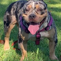 Lost Pet Image