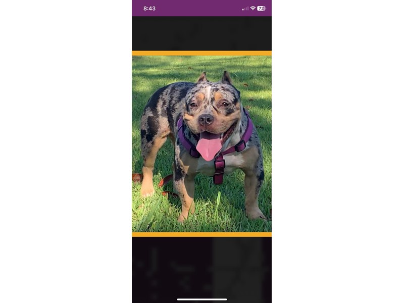 Pet Photo