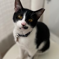 Lost Pet Image