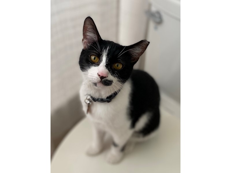 Pet Photo