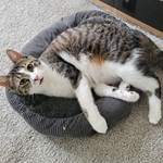 Zoboomafoo, Domestic Short Hair, lost pet near SF, CA