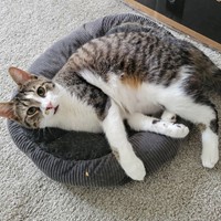 Lost Pet Image