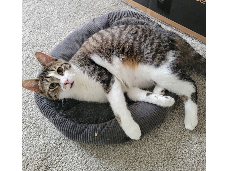 Pet Photo