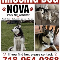 Lost Pet Image