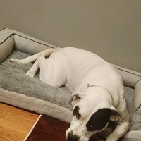 Lost Pet Image
