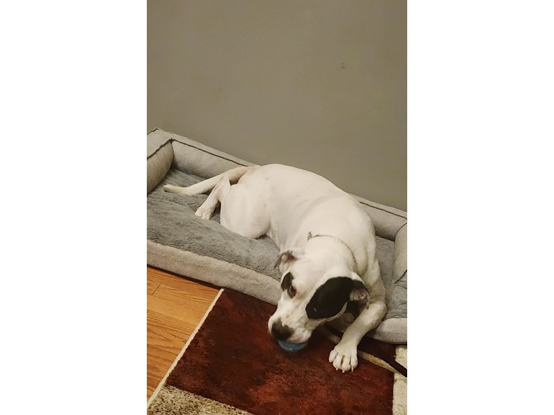 Pet Photo