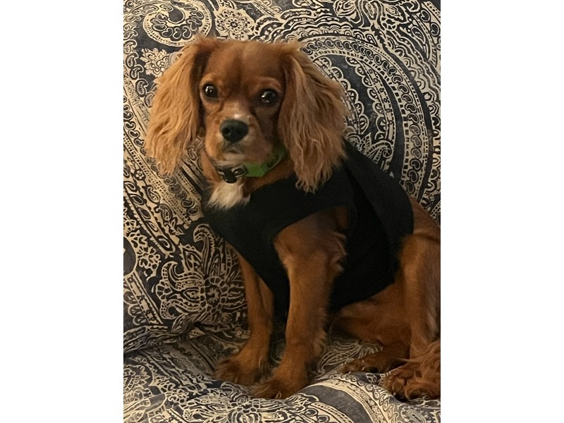 Pet Photo