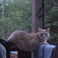 Lost Pet Image