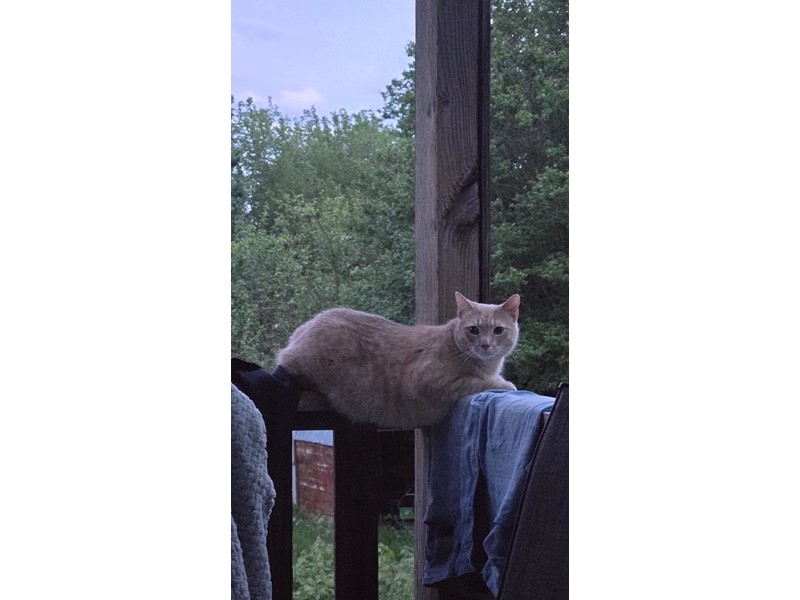 Pet Photo