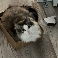 Lost Pet Image