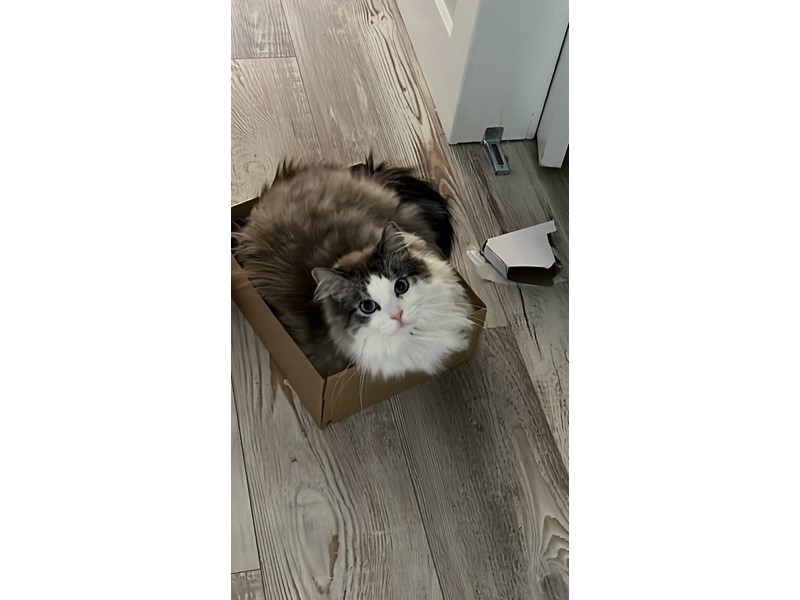 Pet Photo