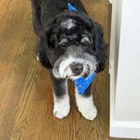 Lost Pet Image