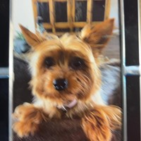 Lost Pet Image