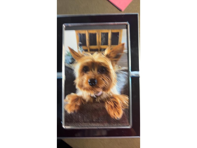 Pet Photo