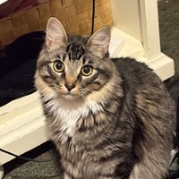 Lost Pet Image
