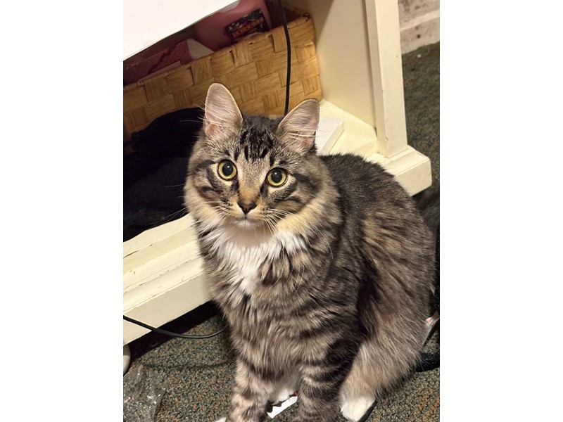 Pet Photo