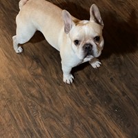 Lost Pet Image