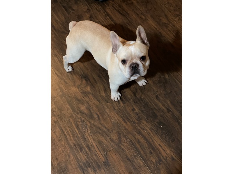 Pet Photo