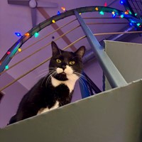 Lost Pet Image
