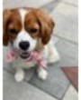 Lost Pet Image