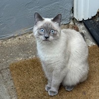 Lost Pet Image