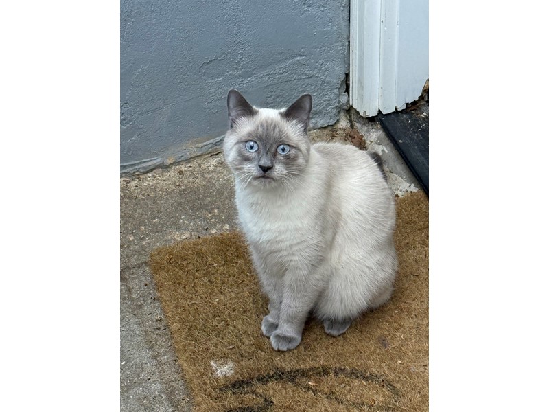 Pet Photo