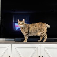 Lost Pet Image