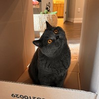 Lost Pet Image